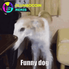 Glumbocoin Borzoi GIF - Glumbocoin Borzoi Funny Dog GIFs