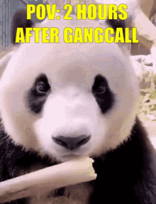 Boer Pandaboer GIF - Boer Pandaboer Gangcall GIFs