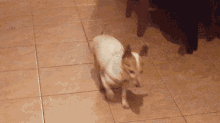 Ryan Franklin Dog Walking GIF - Ryan Franklin Dog Walking Kitchen Dog GIFs