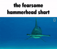 Hammer Head Hammerhead GIF - Hammer Head Hammerhead Shark GIFs