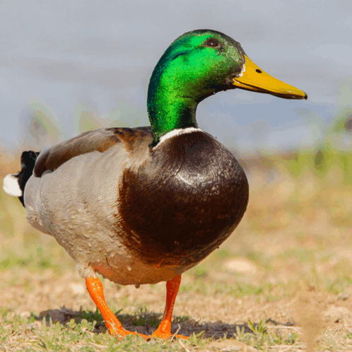 Duck Glizzy GIF - Duck Glizzy Rorridrion - Discover & Share GIFs