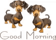 two dachshunds are standing next to each other on a white background with the words good morning .