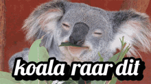 Raar Dit Hoezo GIF - Raar Dit Hoezo Koala GIFs