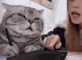 Cat Explain GIF - Cat Explain Tired Cat GIFs