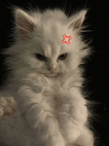 a fluffy white cat with an angry look on its face