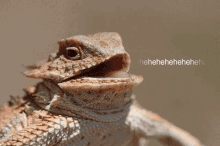 Horned Lizard Hehehehehe GIF - Horned Lizard Hehehehehe Laughing GIFs