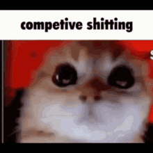 Competitive Cat GIF - Competitive Cat GIFs