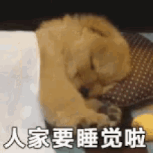 睡觉啦 GIF - Sleeping Good N Ight Puppy GIFs