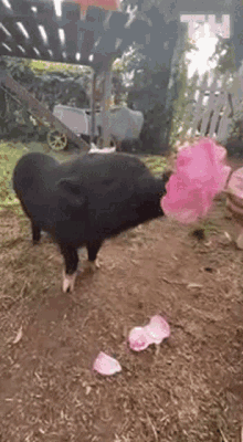 pig eating rose flower chomp