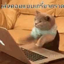 เล่นคอมแบบเกรี้ยวกราด GIF - Cat Laptop Computer GIFs