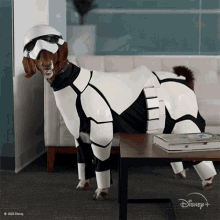 Looking At Something Goats GIF - Looking At Something Goats Look To The Left GIFs