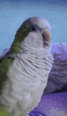 Chico Parrot GIF - Chico Hi Parrot GIFs