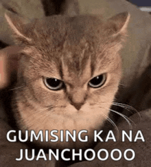 a close up of a cat with a caption that says gumising ka na juancho000 .