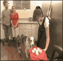 a dog standing next to a woman holding a cake