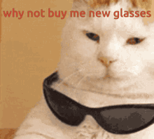 Home Alone Why Not Buy Me New Glasses GIF - Home Alone Why Not Buy Me New Glasses Cat GIFs