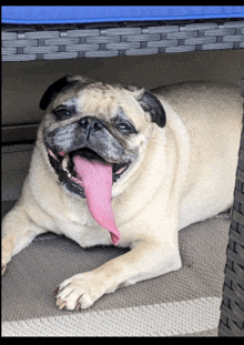 Pug Pug Dog GIF - Pug Pug Dog Tongue Out GIFs