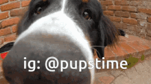 a close up of a dog 's nose with the hashtag @pupstime