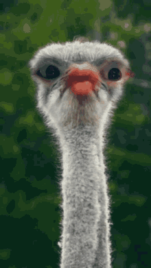 Funny Ostrich GIFs | Tenor