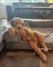 a dog laying on its back on a couch with the hashtag dog_funny