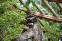 Party Sloth GIF