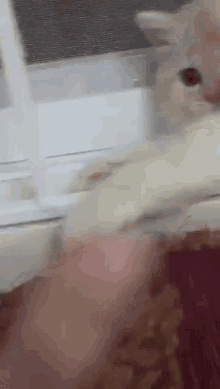 a white cat is playing with a person 's hand on a bed .