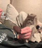 a person is feeding a cat a cookie while laying on a couch .