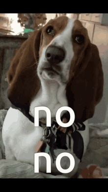 No No Bassett Hound GIF - No No Bassett Hound Dogs GIFs