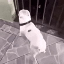 a white dog is standing on its hind legs on a tiled floor in front of a fence .