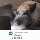 a picture of a dog wearing glasses with a green icon that says 10000