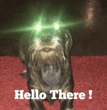 Hello There Dog GIF - Hello There Dog Hello GIFs