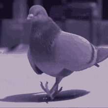 Pigeon GIF - Pigeon GIFs