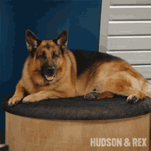 Tired Rex GIF - Tired Rex Hudson And Rex GIFs