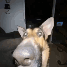 Sogie Dog GIF - Sogie Dog Long Nose GIFs