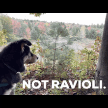 Ravioli Dog GIF - Ravioli Dog Cute GIFs
