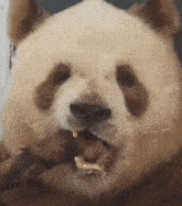 Anhbay Huahuapanda GIF - Anhbay Huahuapanda Panda GIFs