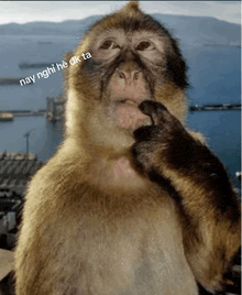 a picture of a monkey with nay nghĩ he dk ta written on its face