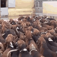 Dogs نظام GIF