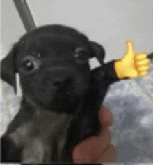 a person is holding a black puppy with a yellow thumbs up sign .
