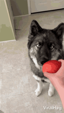 Dog Eating Apple Viralhog GIF