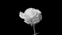 Rose Bloom GIF - Rose Bloom GIFs