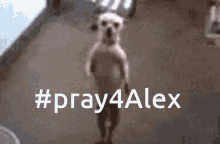Pray4alex GIF - Pray4alex GIFs
