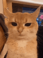 a close up of a cat 's face with a serious look on its face