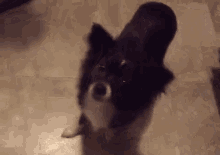 a black and white dog is standing on a tiled floor looking up at the camera .