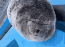 Silly Seal Seal GIF - Silly Seal Seal Seal Tongue GIFs