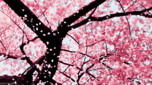 Cherry Blossom Falling Petals GIF