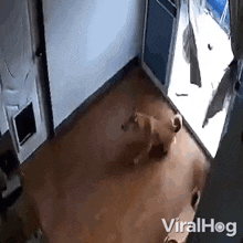 Escaping Viralhog GIF - Escaping Viralhog Crawling Through The Pet Door GIFs