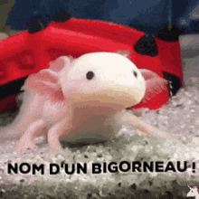 Axolotl Laurame GIF - Axolotl Laurame Barbara GIFs