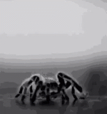 creepy-spider-gif-creepy-spider-discover-share-gifs