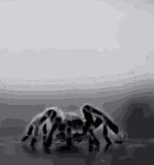 Creepy Spider GIF - Creepy Spider GIFs