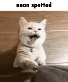 a white cat is sitting on a bed with its mouth open and the text neon spotted above it .